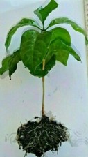 Coffee (Coffea arabica) - One Bare-Rooted Plant 