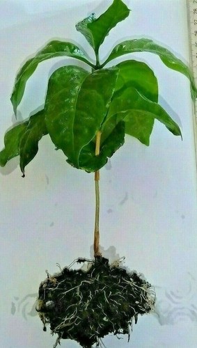 Coffee one - (coffea, arabica)