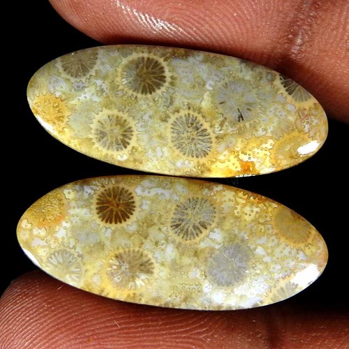Natural fossil coral fancy - fossil,