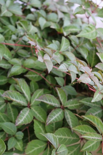 Chinese virginia creeper - chinese,
