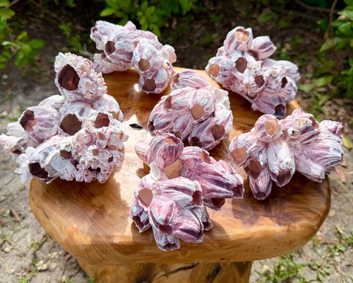Natural barnacle clusters - natural,