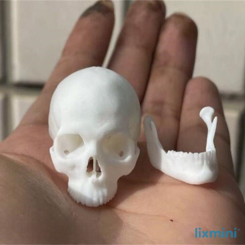 4cm skeleton skull - 4cm, head