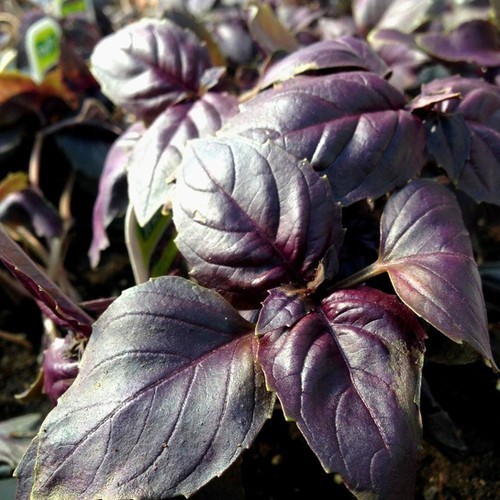 Purple basil beaujolais - beaujolais, 400
