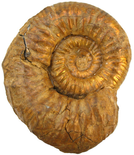 Dogger grossouvria dilatata - dogger,
