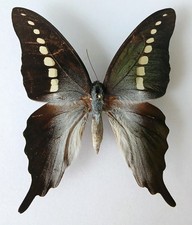Graphium Codrus Ghost