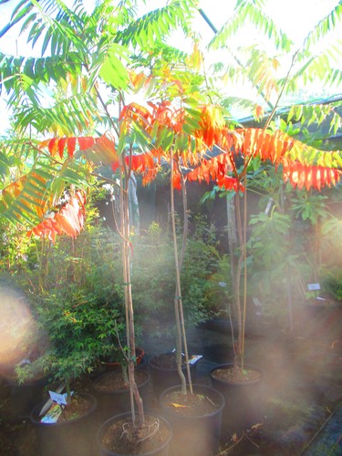 6ft 7ft inc pot staghorn - 6ft-7ft,