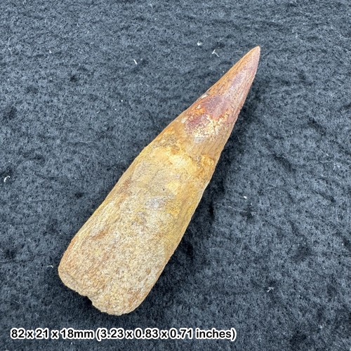 Spinosaurus dinosaur tooth - spinosaurus,
