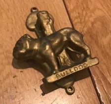 Gorgeous English bulldog Brass
