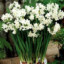 Narcissus Paperwhite Indoor Outdoor Daffodil Spring Flowering Bulbs Plants