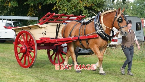 Photo suffolk punch with - suffolk,