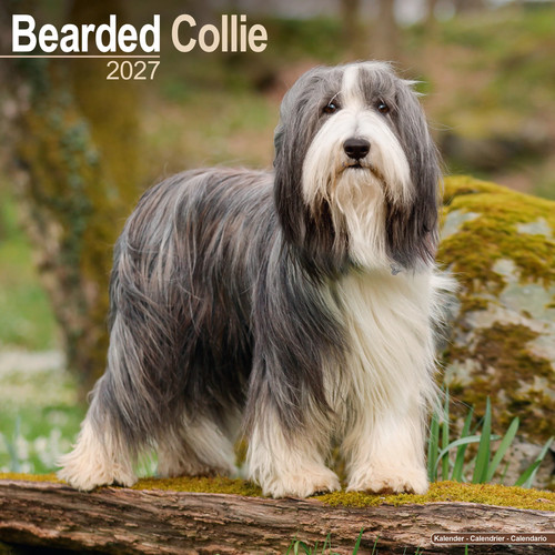 Bearded collie 2027 calendar - bearded, |