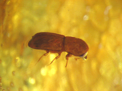Pliocene amber kenya - pliocene,