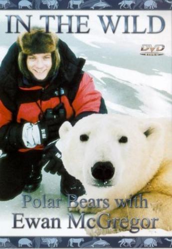 The wild polar bears with - polar,