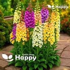 Foxglove Dwarf Foxy Mix - 8000 seeds - Digitalis purpurea - First Year Flowering