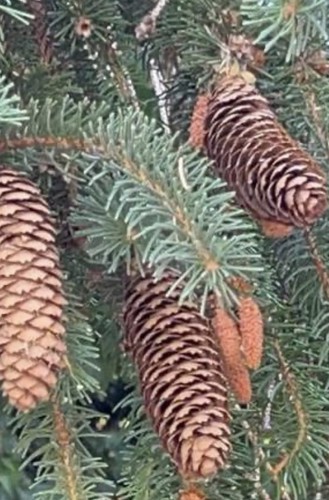 Large norway spruce long - large,
