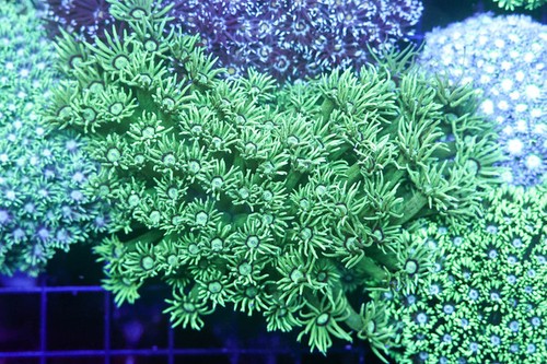 Mint green goniopora colony - mint,