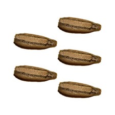 5 LIVE Carolina Praying Mantis