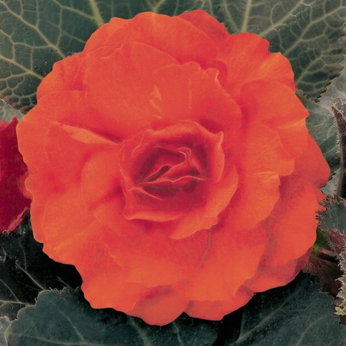 Begonia mocca bright - begonia,