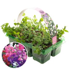 6 x Bedding Plants Sweet Pea