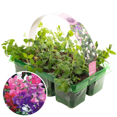 Bedding plants sweet pea - 6, x
