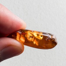 SPIDER in Burmese / Burmite