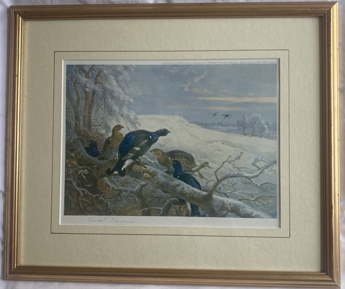 Archibald thorburn - archibald, (1860-1935)