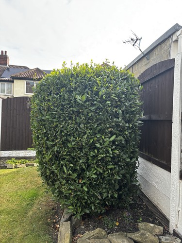 Large bay tree 6ft 5ft - large,