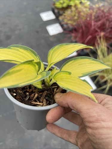 Hosta remember 9cm - 9cm, pot