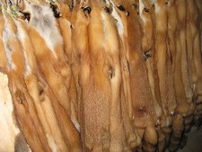 Tanned Red Fox Hides # 1 & 2's