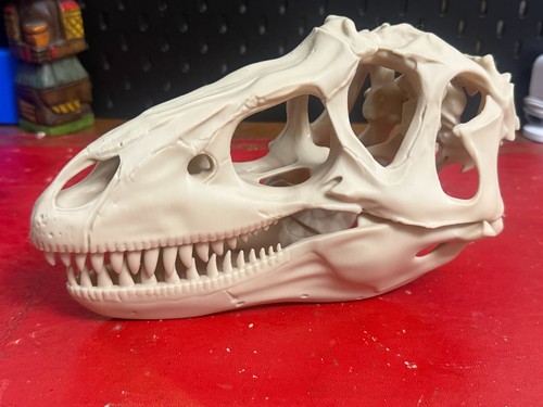Gorgosaurus dinosaur skull - gorgosaurus,