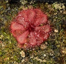 Drosera slackii -  Sundew - Carnivorous Plant