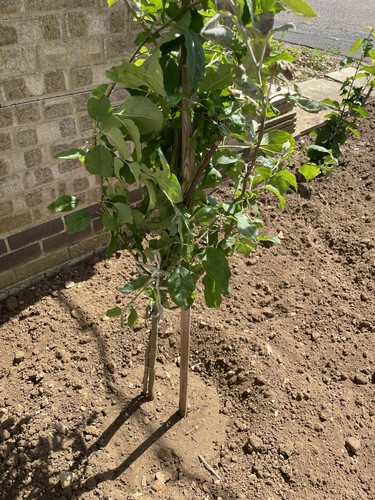 Royal gala apple tree fruit - royal,