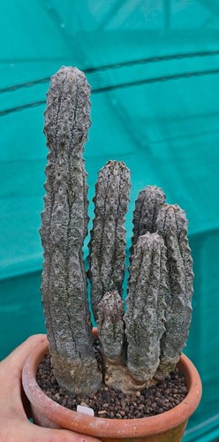 Euphorbia abdelkuri - euphorbia,
