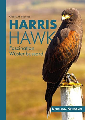 Harris hawk faszination - harris, hawk: