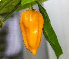 Dorset Naga Orange Chilli