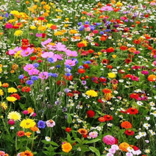 1kg wild flower - 1kg, buy