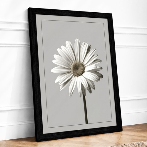 Single daisy study botanical - single,