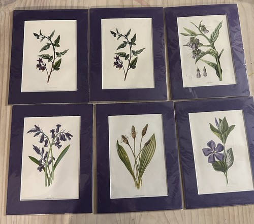 Original antique botanical - antique,