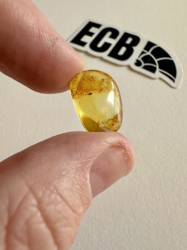 Baltic amber with mosquito - amber,