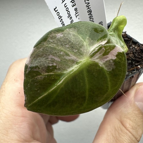 Alocasia balloon heart - balloon,