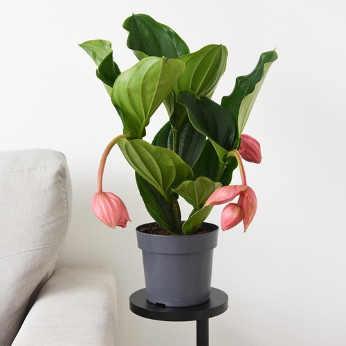 Medinilla magnifica - t&m,