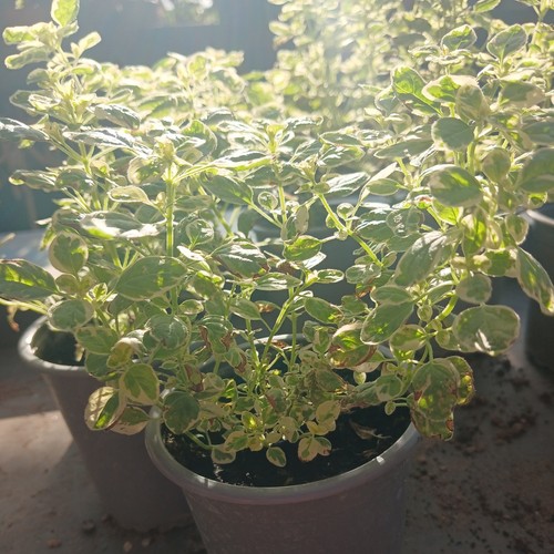 Oregano country cream - plant, |