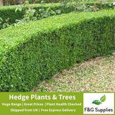 Box Buxus bare root hedging plants native evergreen topiary hedge - 3 sizes!