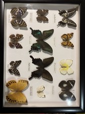 Butterfly Collection Of 12 In Display Case 42cm x 32cm