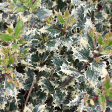 Holly 'Ferox Argentea'. 4L