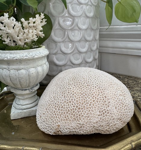 Brain coral large - coral, carribean