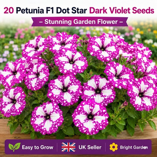 Petunia dot star dark - dot,