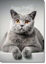 Doodlecards Happy Birthday Card British Shorthair Cat