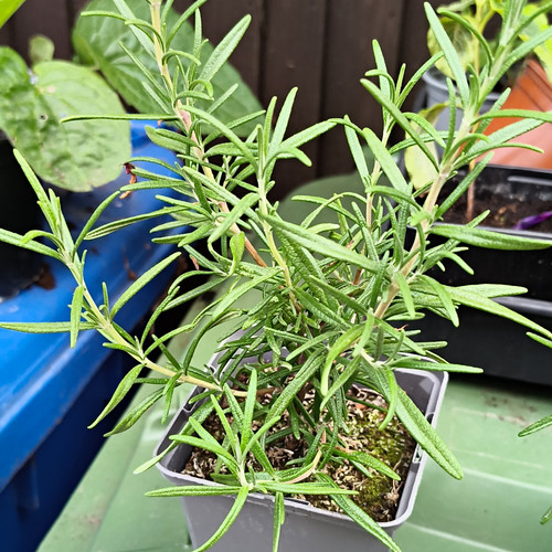Rosemary plant pot salvia - plant,