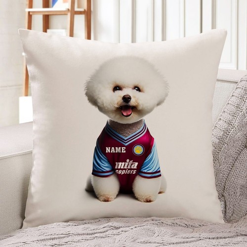 Aston villa bichon frise - aston,